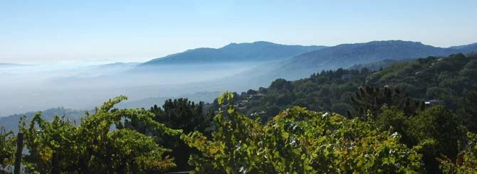 Monte-Bello-vineyard-10003032.jpg