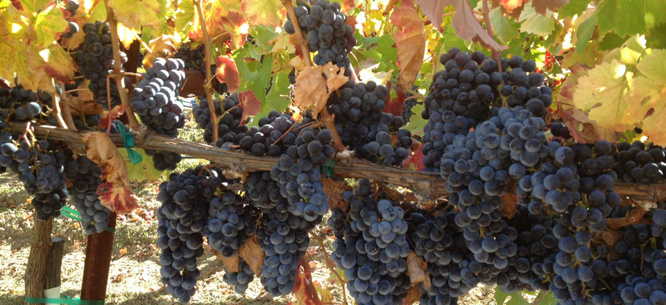 383_BSV-CabFrancOnVine_960x440-960x440.png