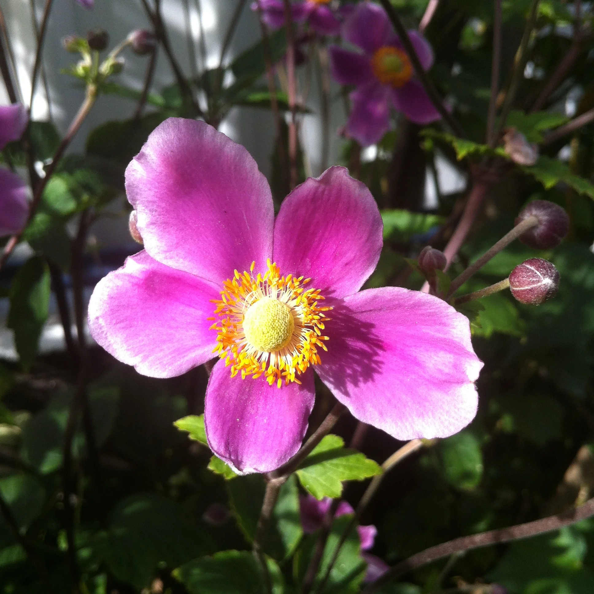 Let passion be at the centre of your life.