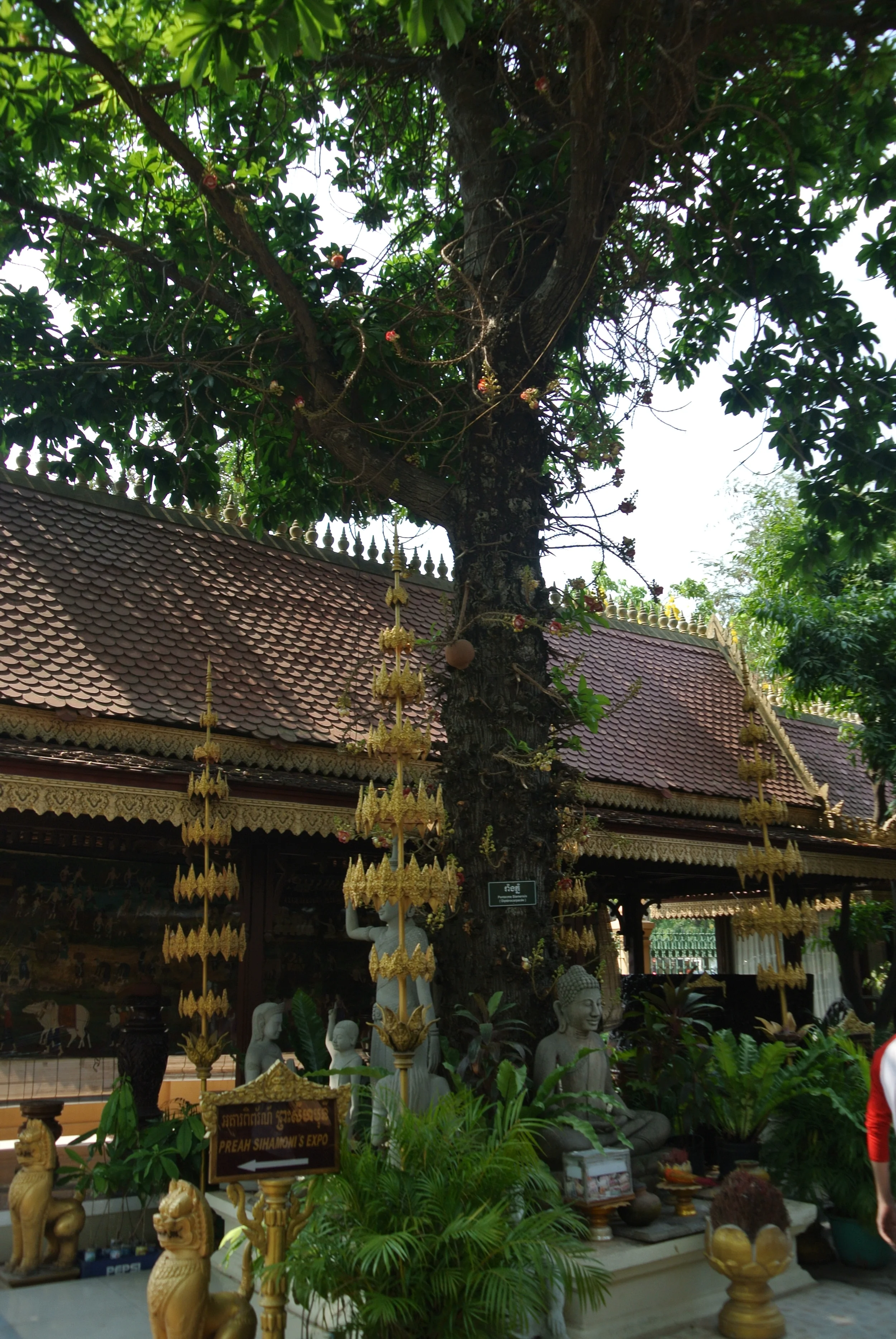 DSC_6255.JPG