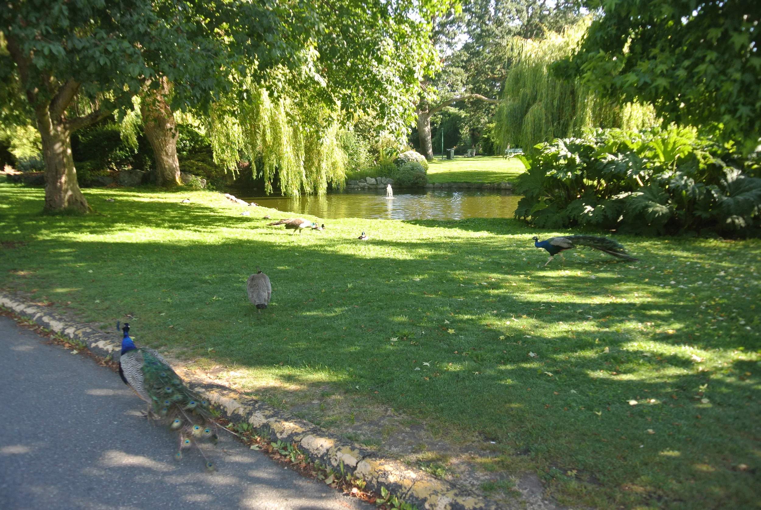 DSC_0585.JPG
