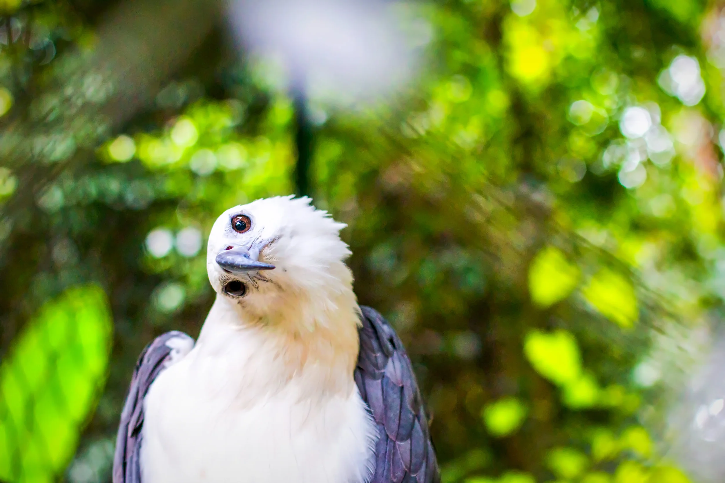 Philippine Eagle Center