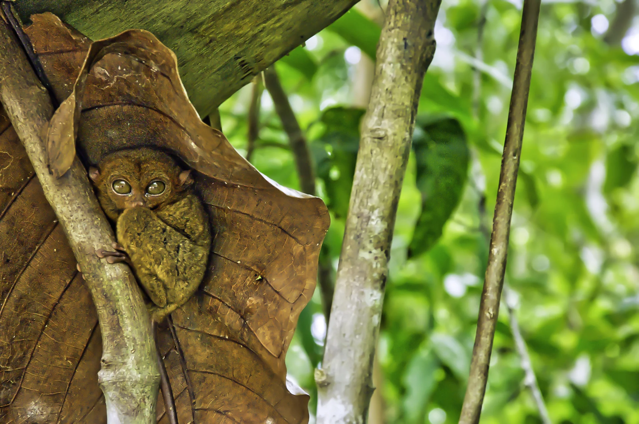 Tarsier.JPG