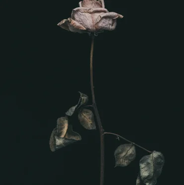 No.4 Limited Edition Print from $625.00