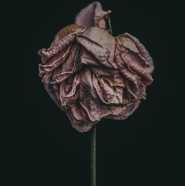 No.13 Limited Edition Print from $625.00