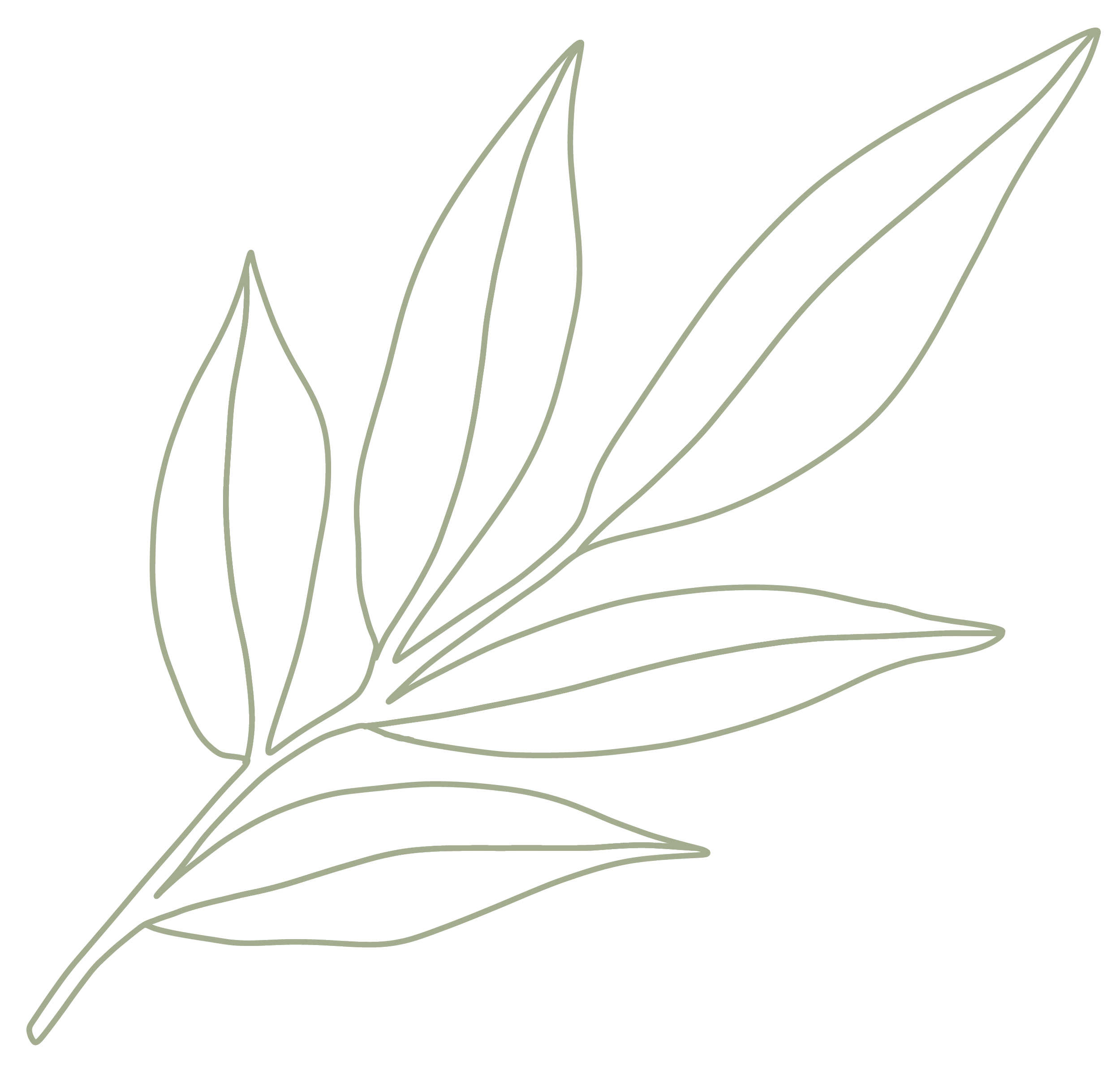 leaf-olive.png