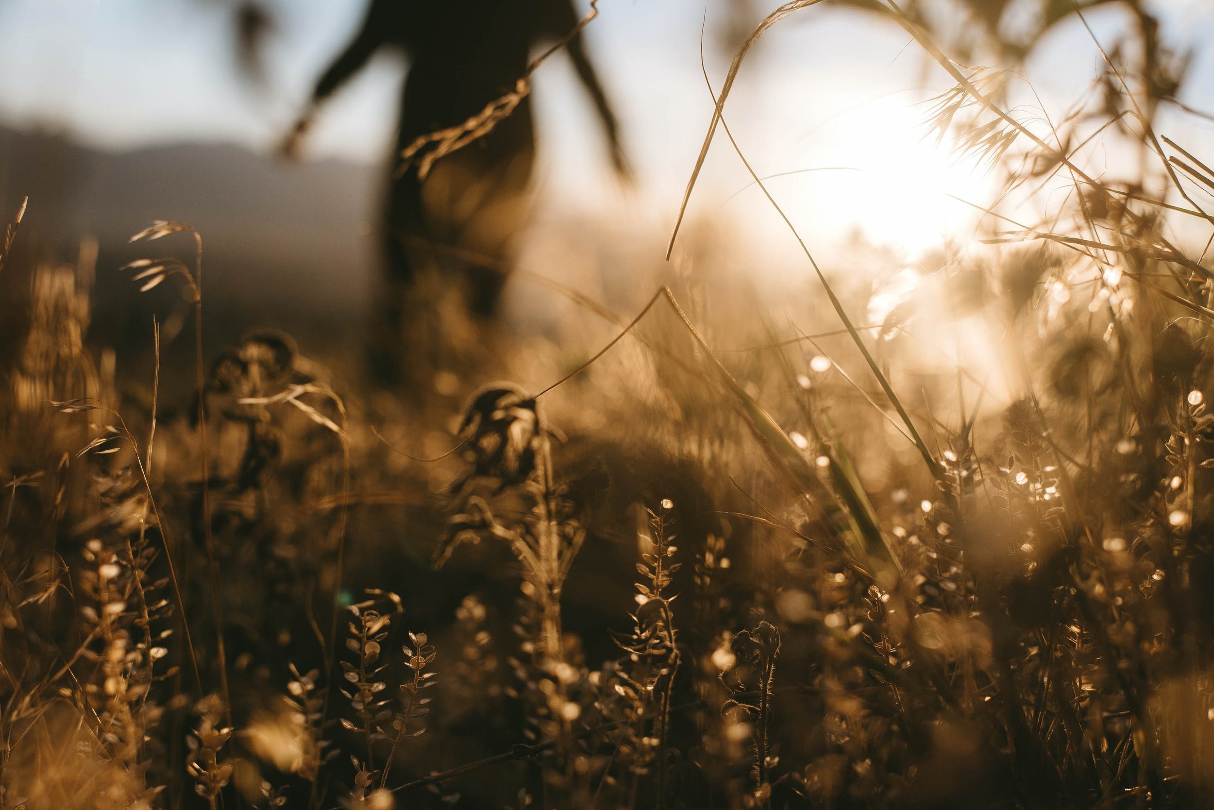 tory-hallenburg-arleDeVU1DM-unsplash.jpg