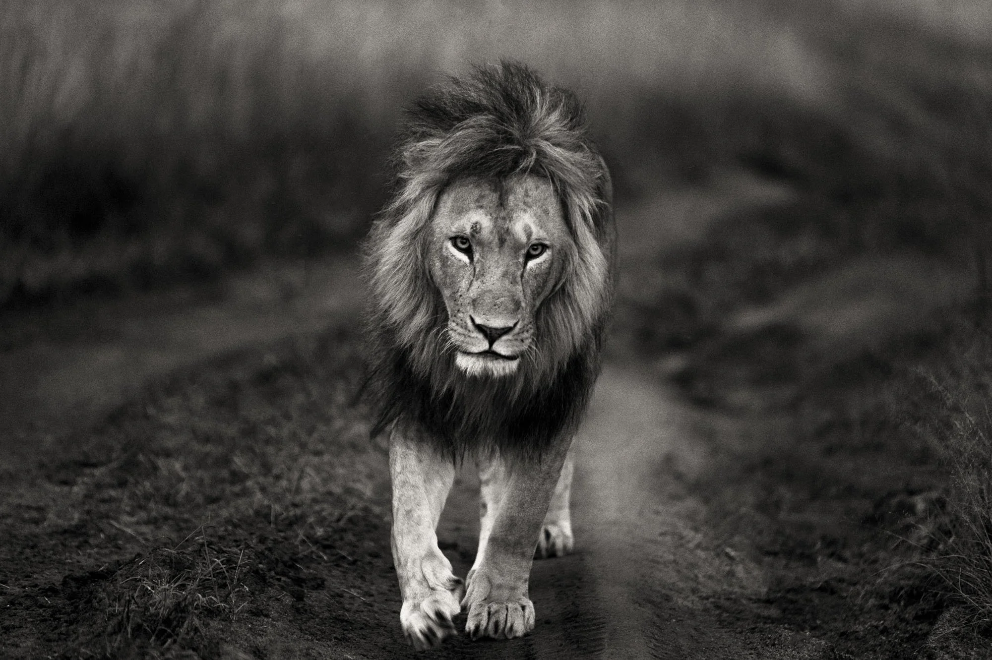 Lion.jpg