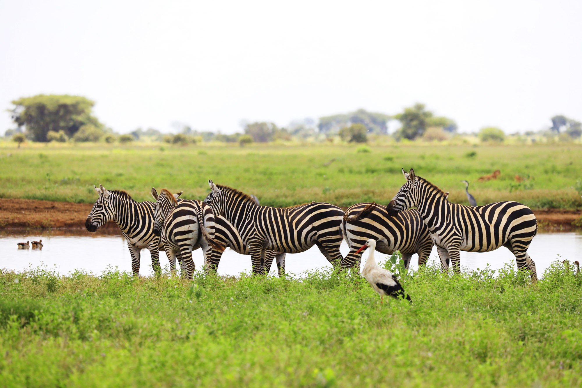 group-zebras-white-stork-tsavo-east-national-park-kenya-africa.jpg