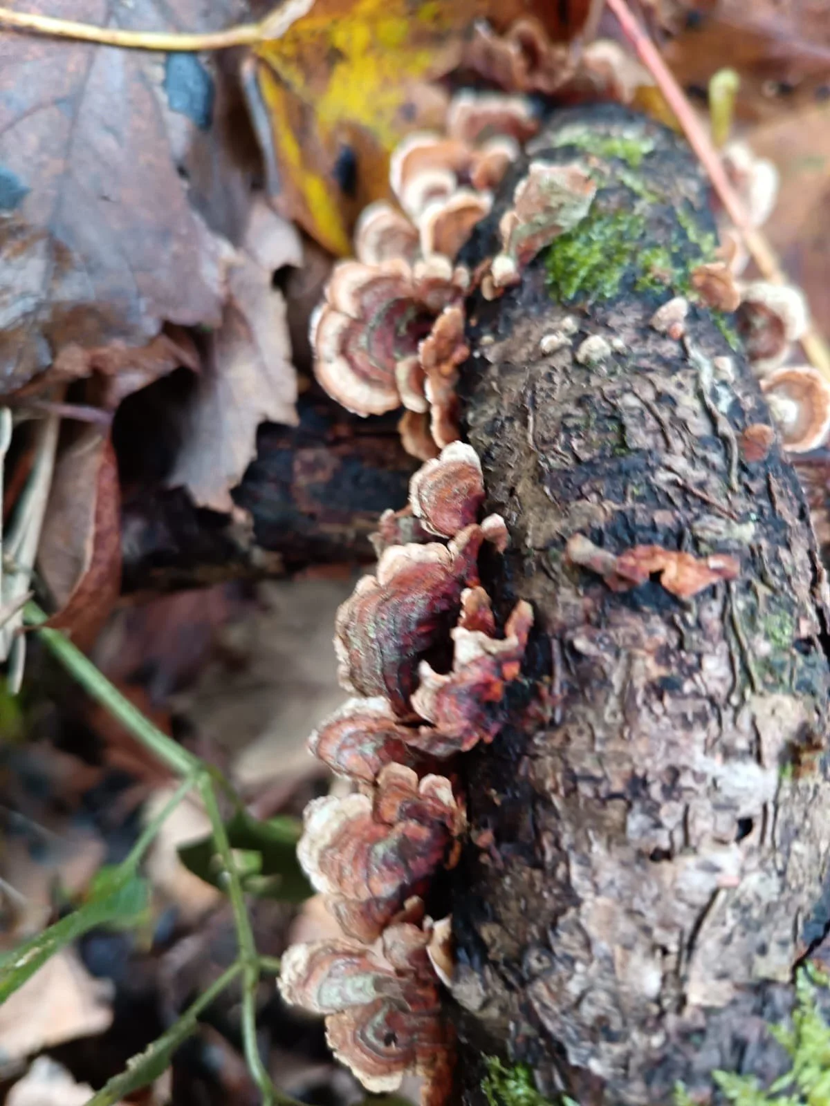 8bad19fd-937d-43cd-82c0-52ecf505a435 (1).jpeg