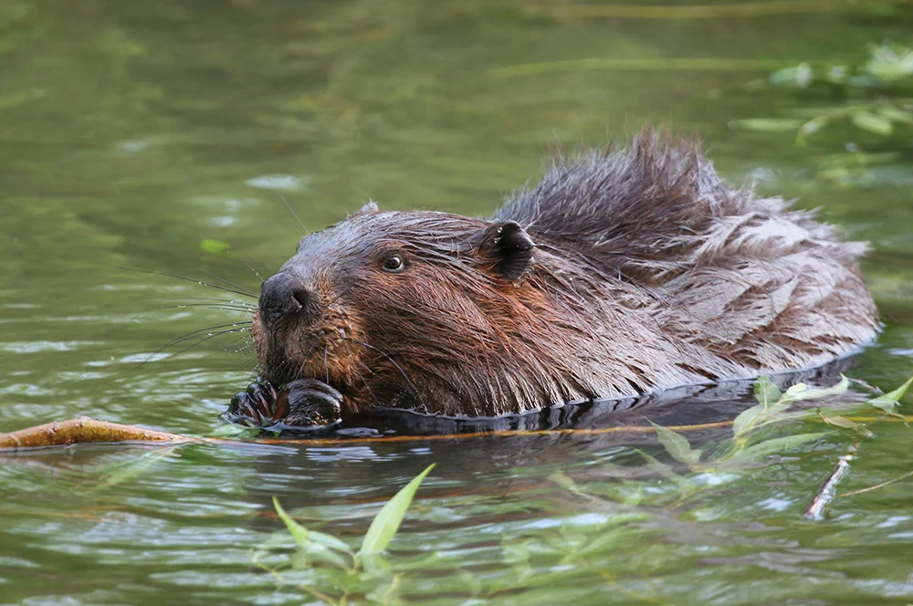 PRB1018_Gaddo_Critters1.jpg