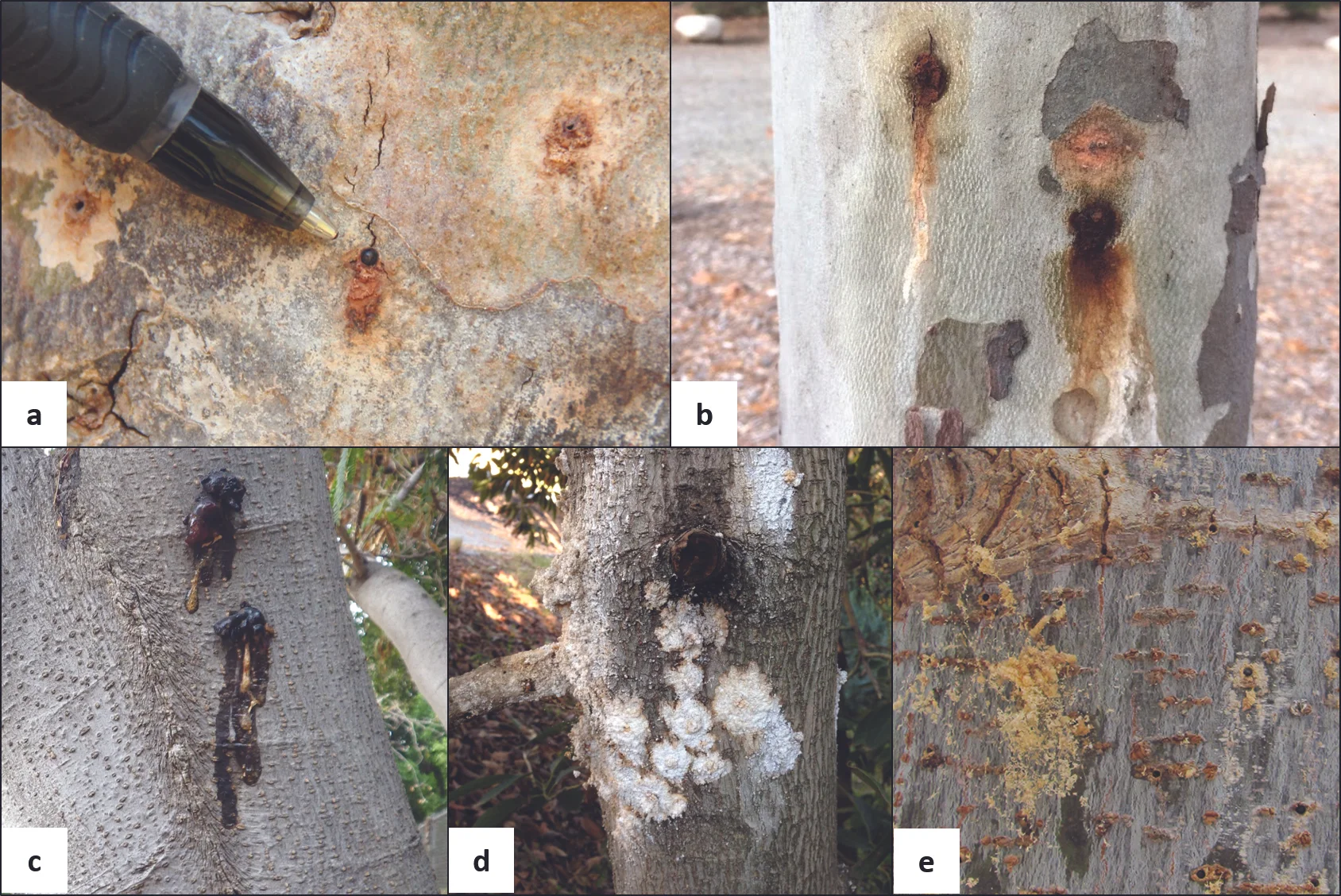 ISHB symptoms. Photo credit: Monica Dimson, UCCE Orange (a, c), Beatriz Nobua-Behrmann, UCCE Orange (b), Akif Eskalen, UC Riverside (d, e).