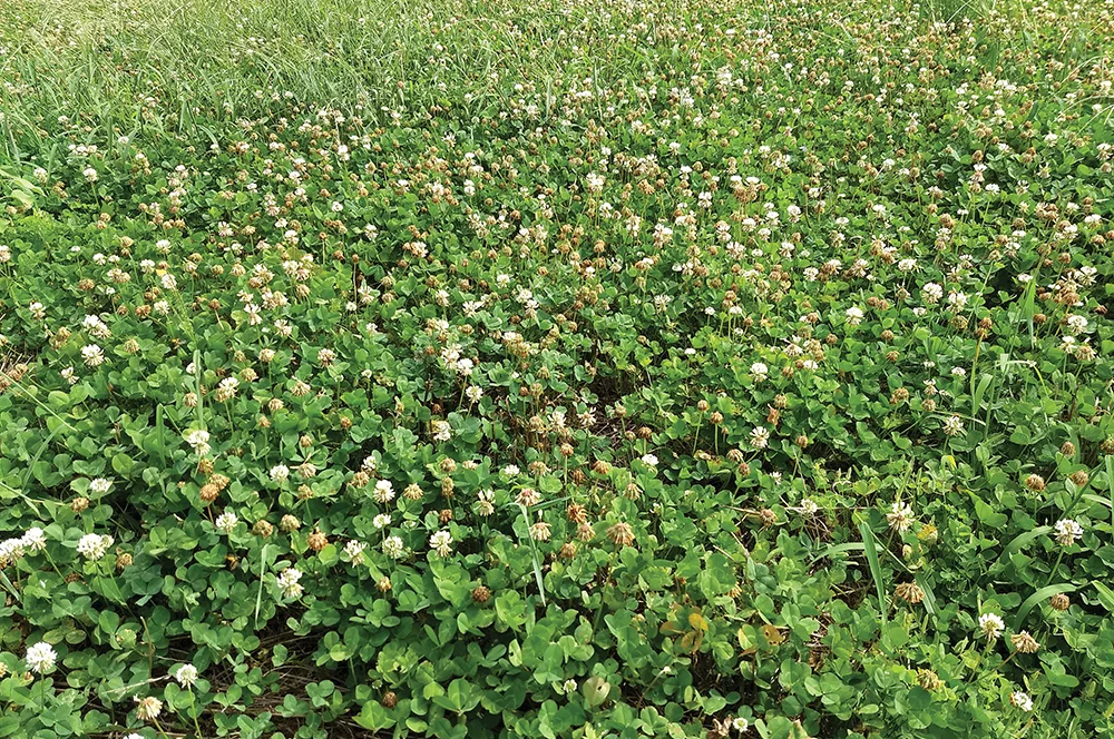 PRB0119_Bertucci_Weeds2.jpg