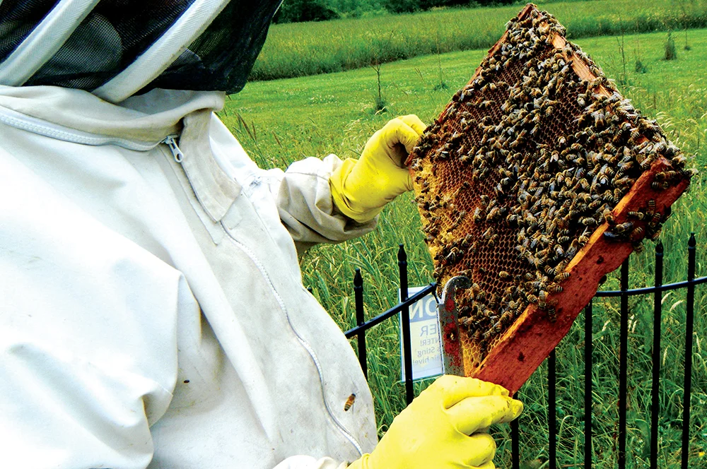 PRB0219_Clancy_Bees1.jpg