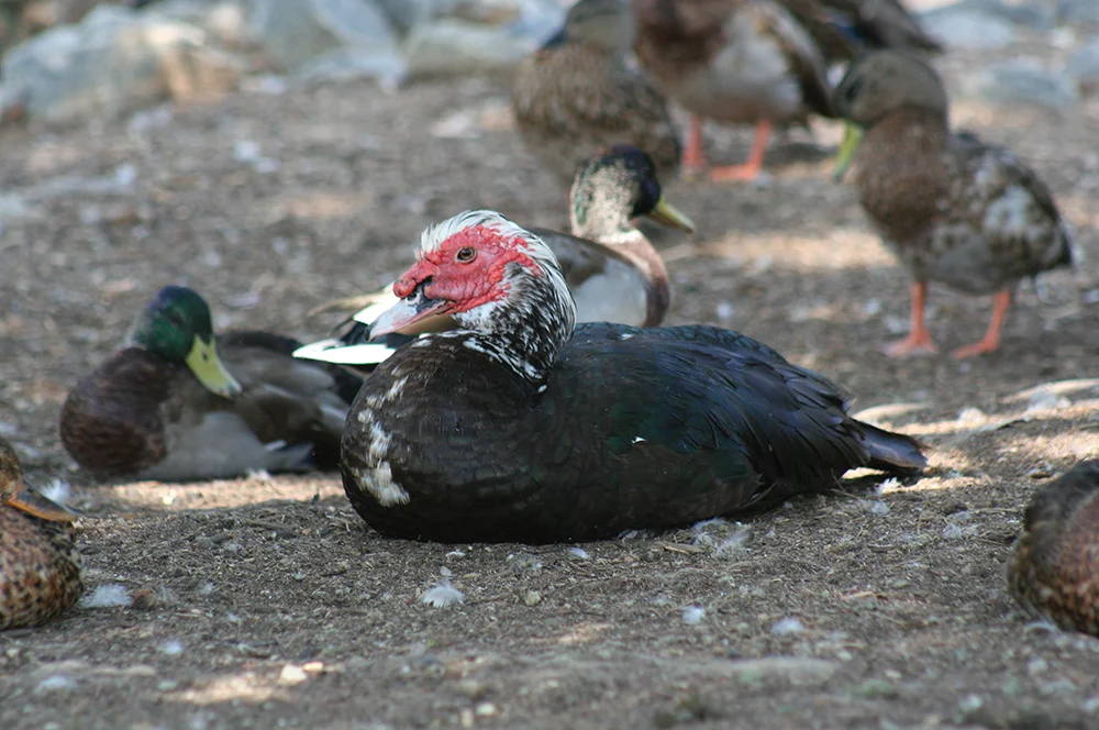 PRB0313_Patterson_Waterfowl1.jpg