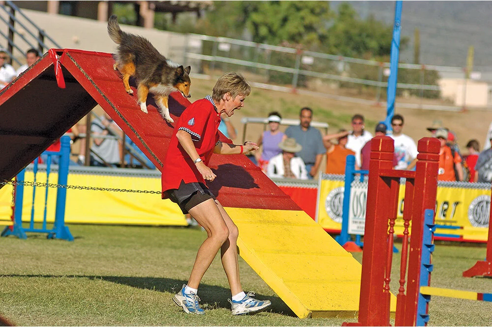 dog agility course