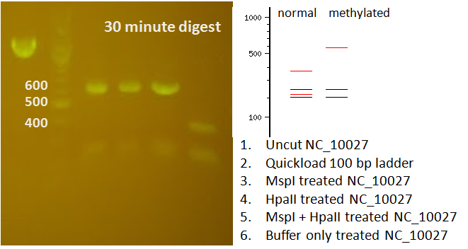 Both MspI and HpaII treatment prevented cleavage by BsaI at the CCGGTCTC site. 