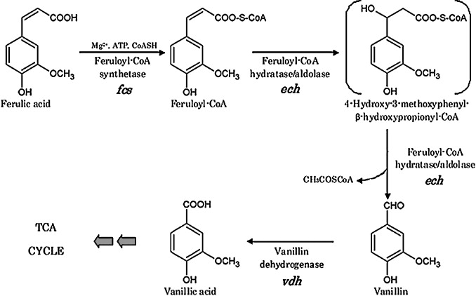 This schematic was copied from Di Gioia, Diana, et al. "Metabolic engineering of Pseudomonas fluorescens for the production of vanillin from ferulic acid." Journal of biotechnology 156.4 (2011): 309-316.