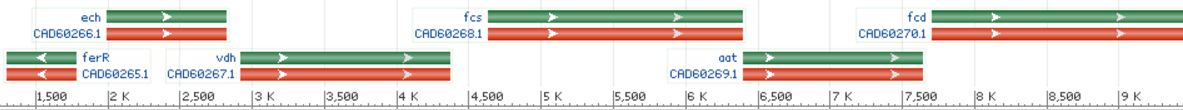 Ferulic acid operon from Pseudomonas fluorescens BF13 . Only the ech and fcs genes are needed for vanillin production.
