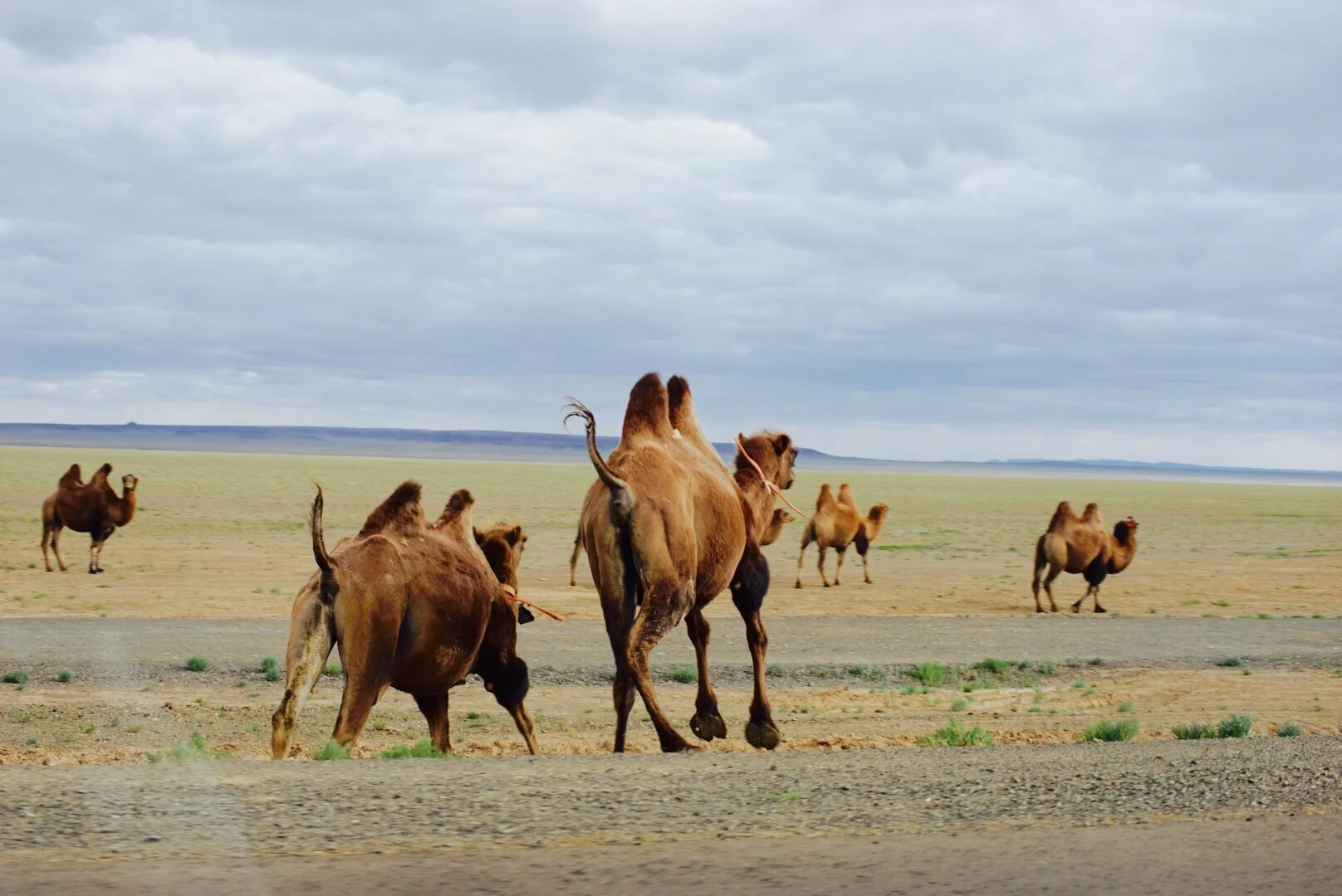 Camelos em fuga! 