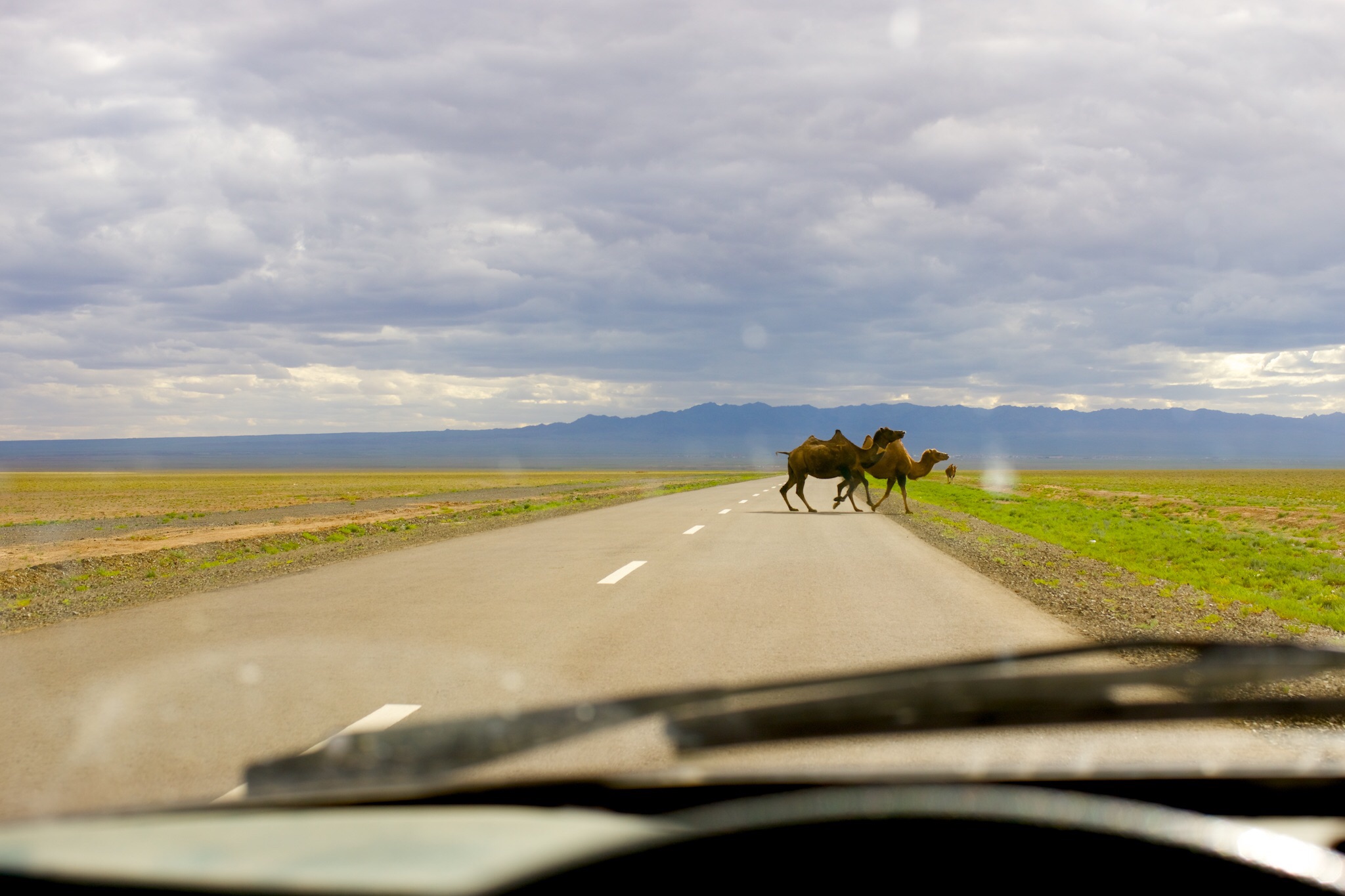 Camelos na estrada, normal no Gobi