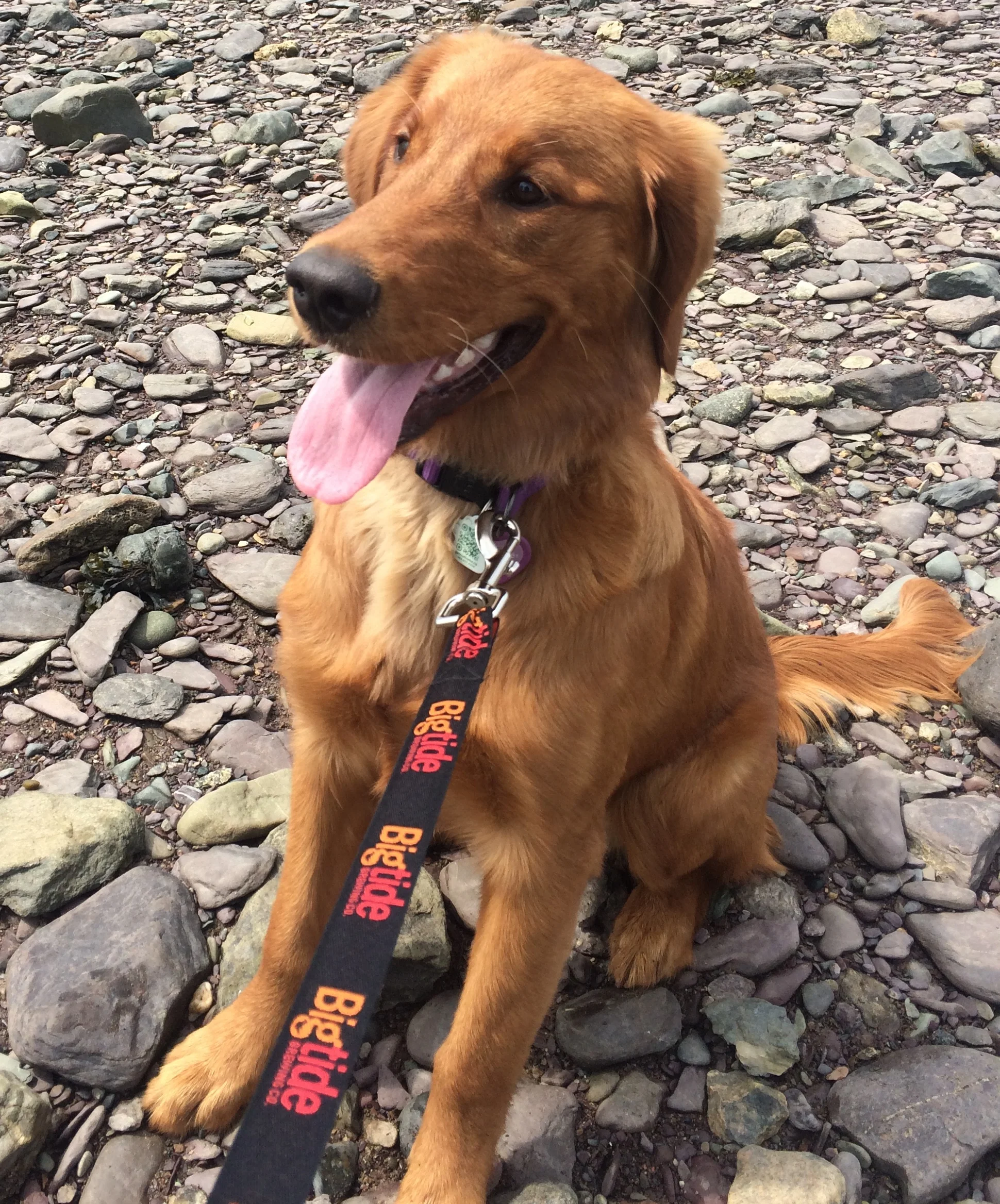 Bigtide Logo Dog leash