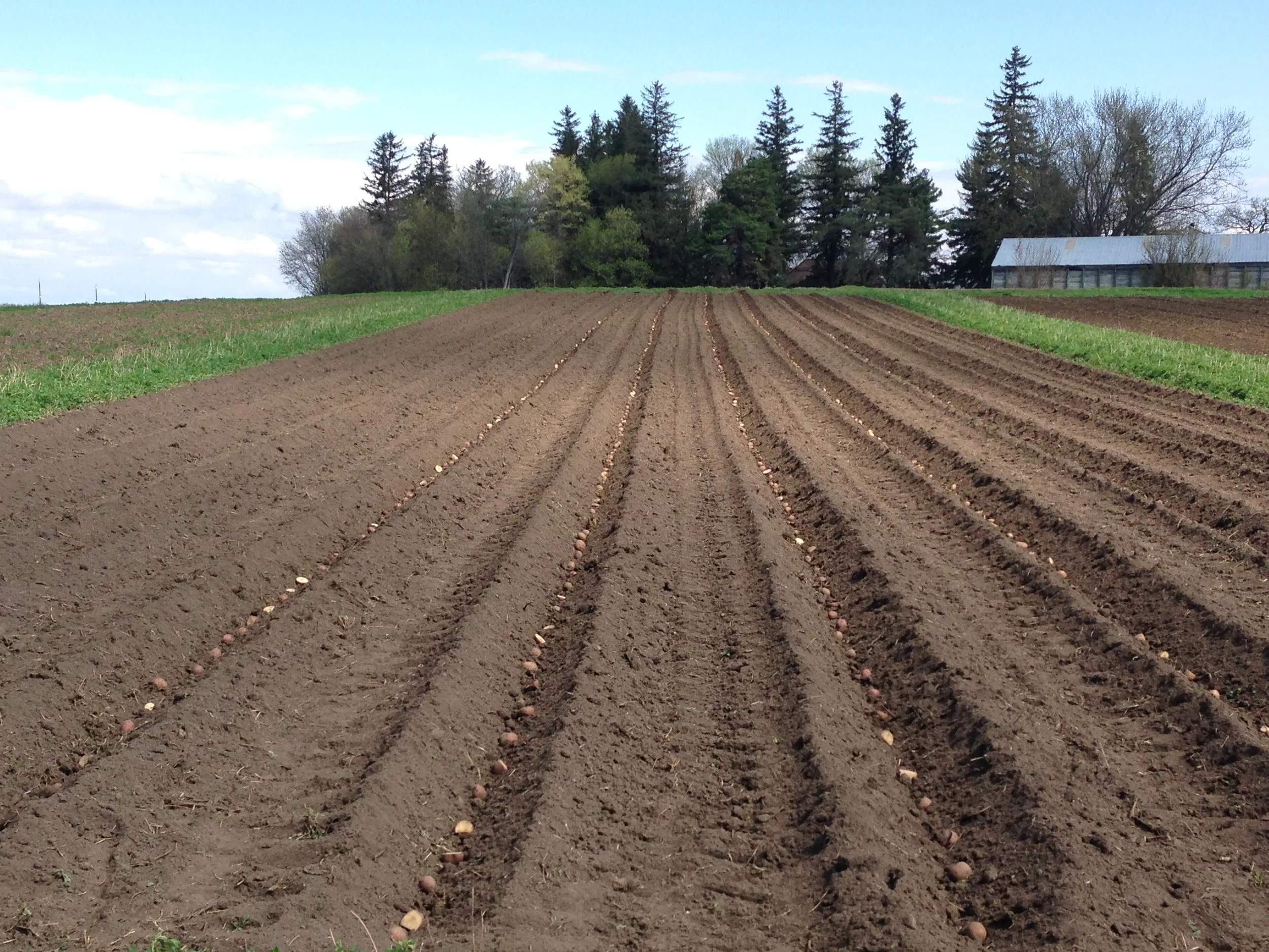 Spring update from the farm