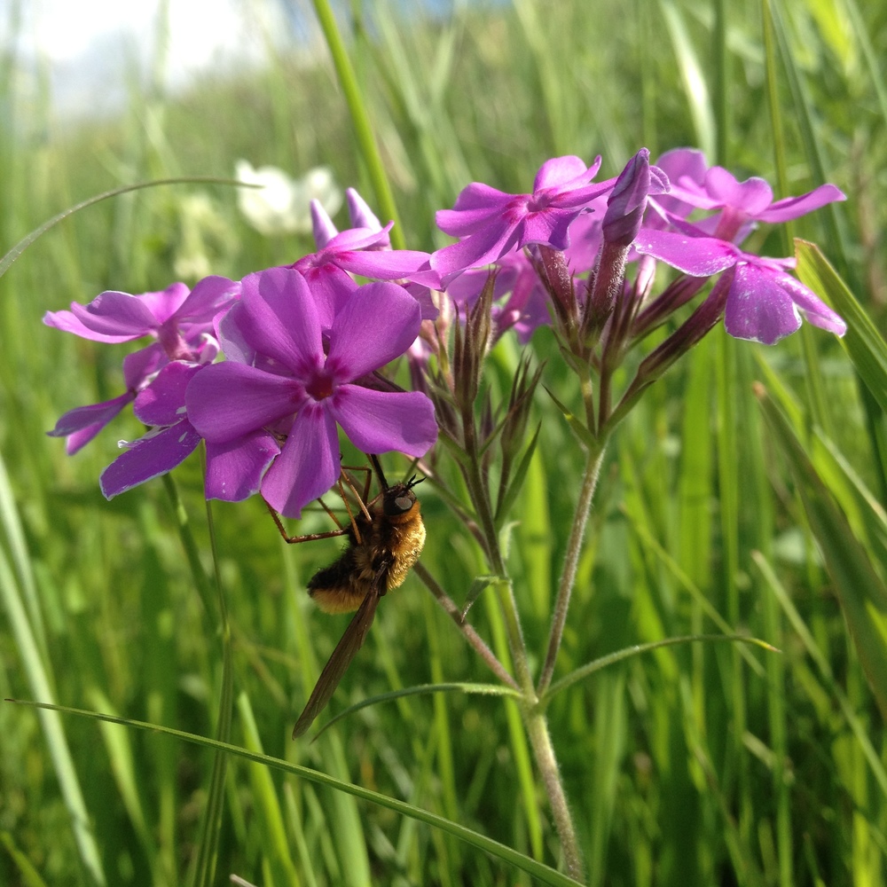  A fly from the family Bombyliidae on Prairie phlox ( Phlox pilosa ) 