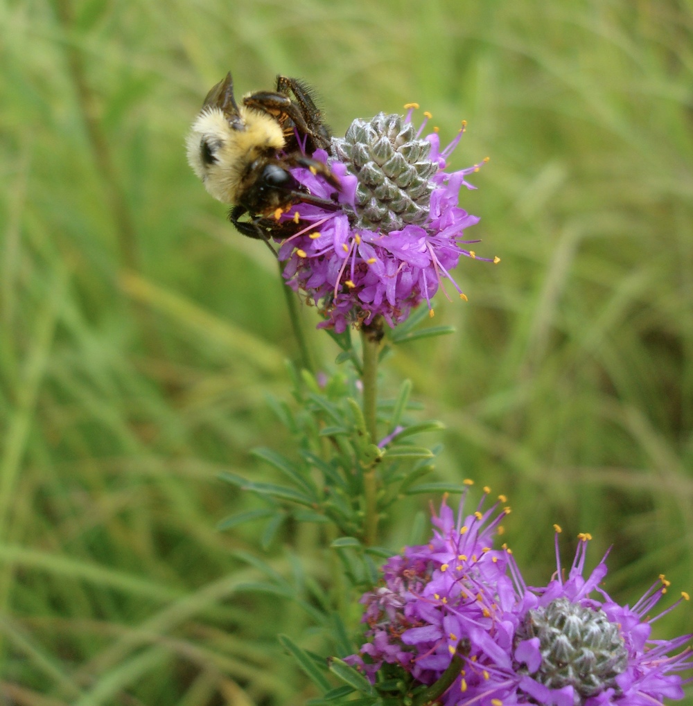  Bumble bee ( Bombus sp. ) foraging on Purple prairie clover ( Dalea purpurea ) 