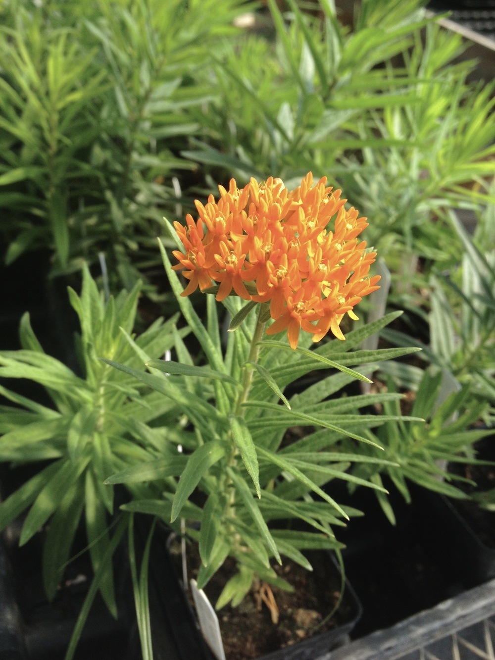 Butterfly milkweed (Asclepias tuberosa) blooming in the greenhouse