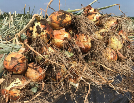 onions.png