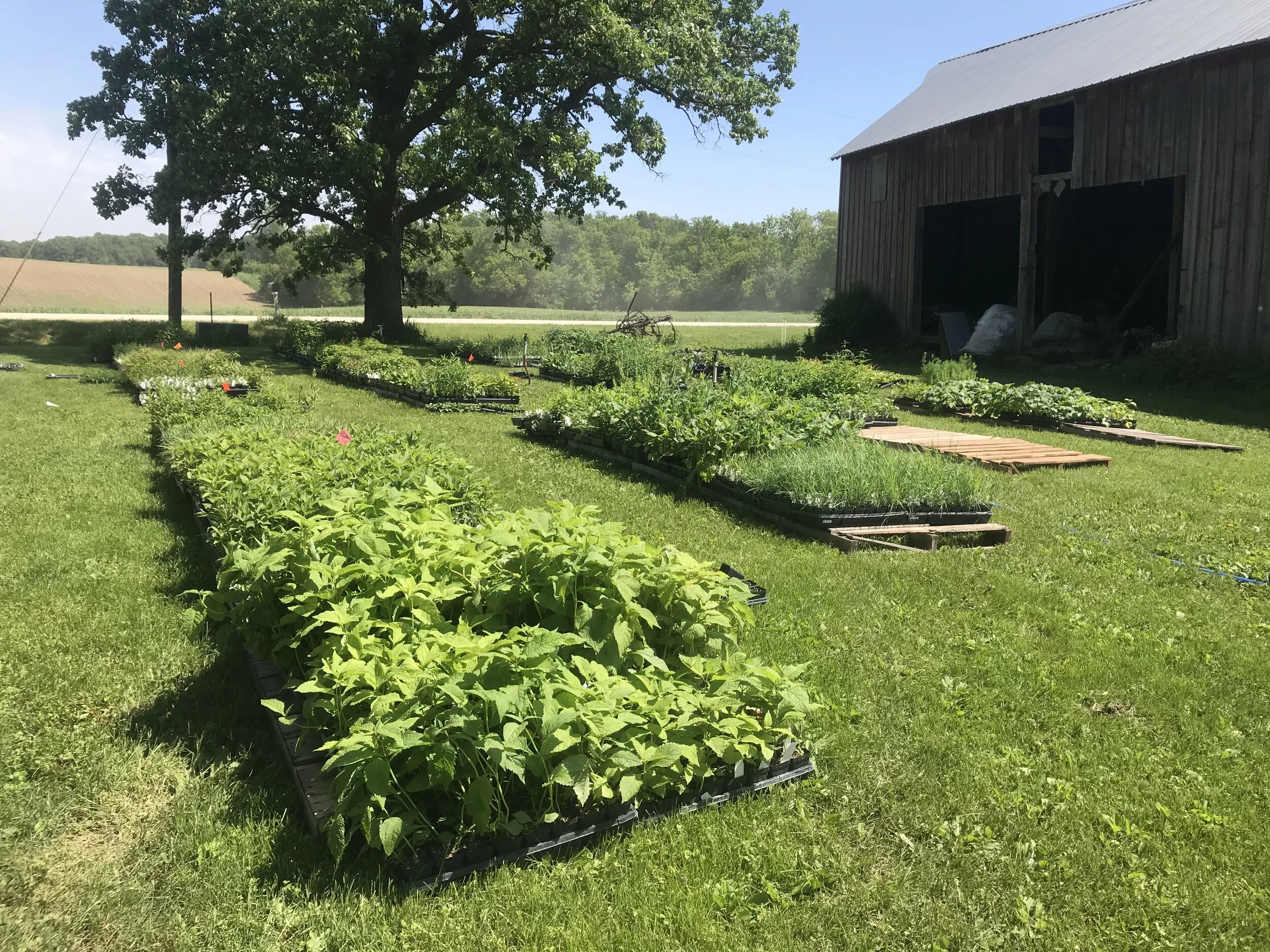 Native Plant Sale - Hail Storm Fundraiser