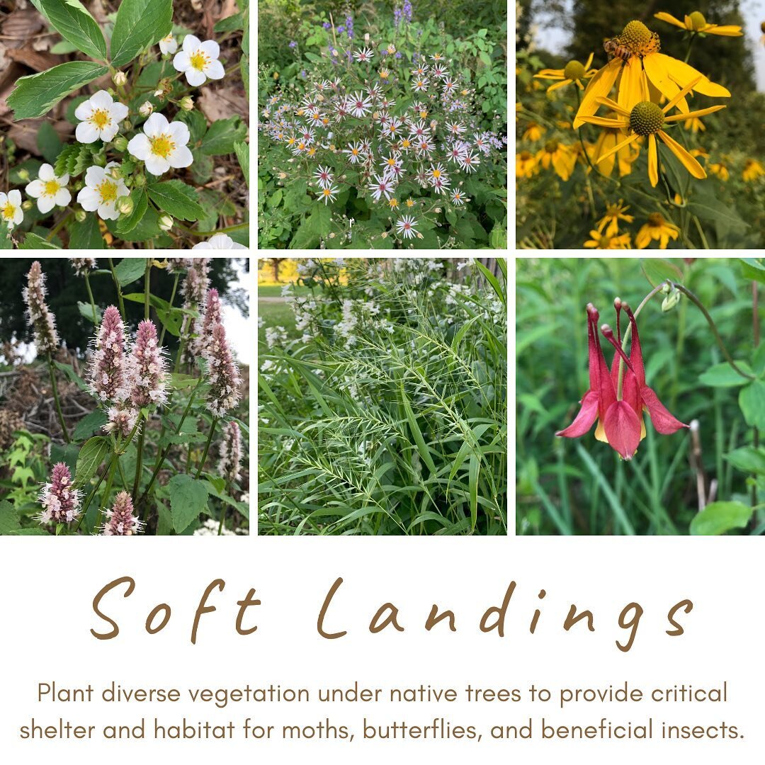 🌱SOFT LANDINGS🌱

A brilliant concept developed by local leaders in invertebrate conservation: Heather Holm @beesnativeplants and Leslie Pilgrim @neighborhoodgreening

LEARN MORE and explore plant lists on Heather&rsquo;s website: www.PollinatorsNat