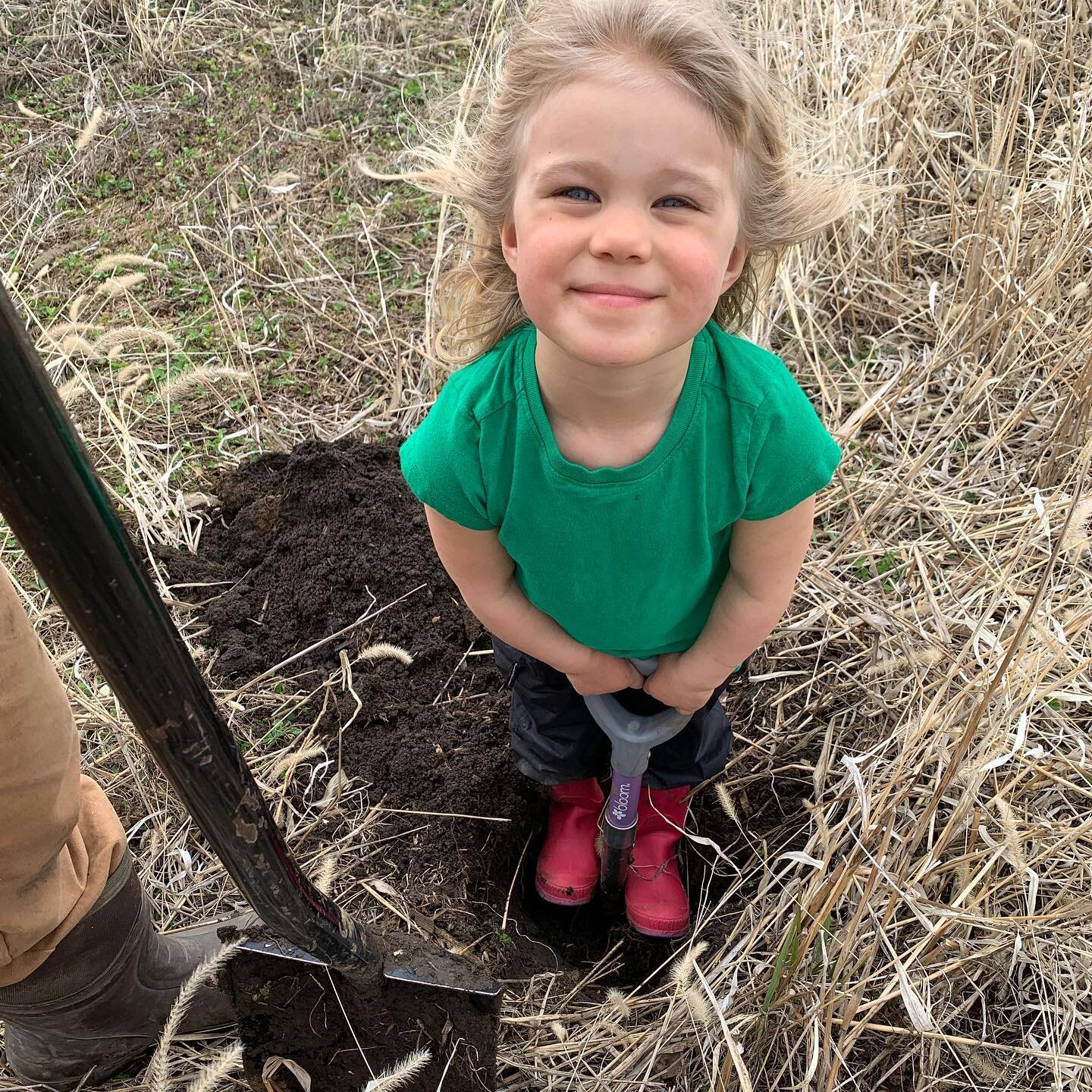We had a fun and satisfying day planting almost 100 trees and shrubs in the windy and weirdly warm weather on Saturday - thanks for the lovely bare rootstock @dakotacounty.soilandwater ! I kept thinking about St. Lawrence Nurseries&rsquo; slogan, &ld
