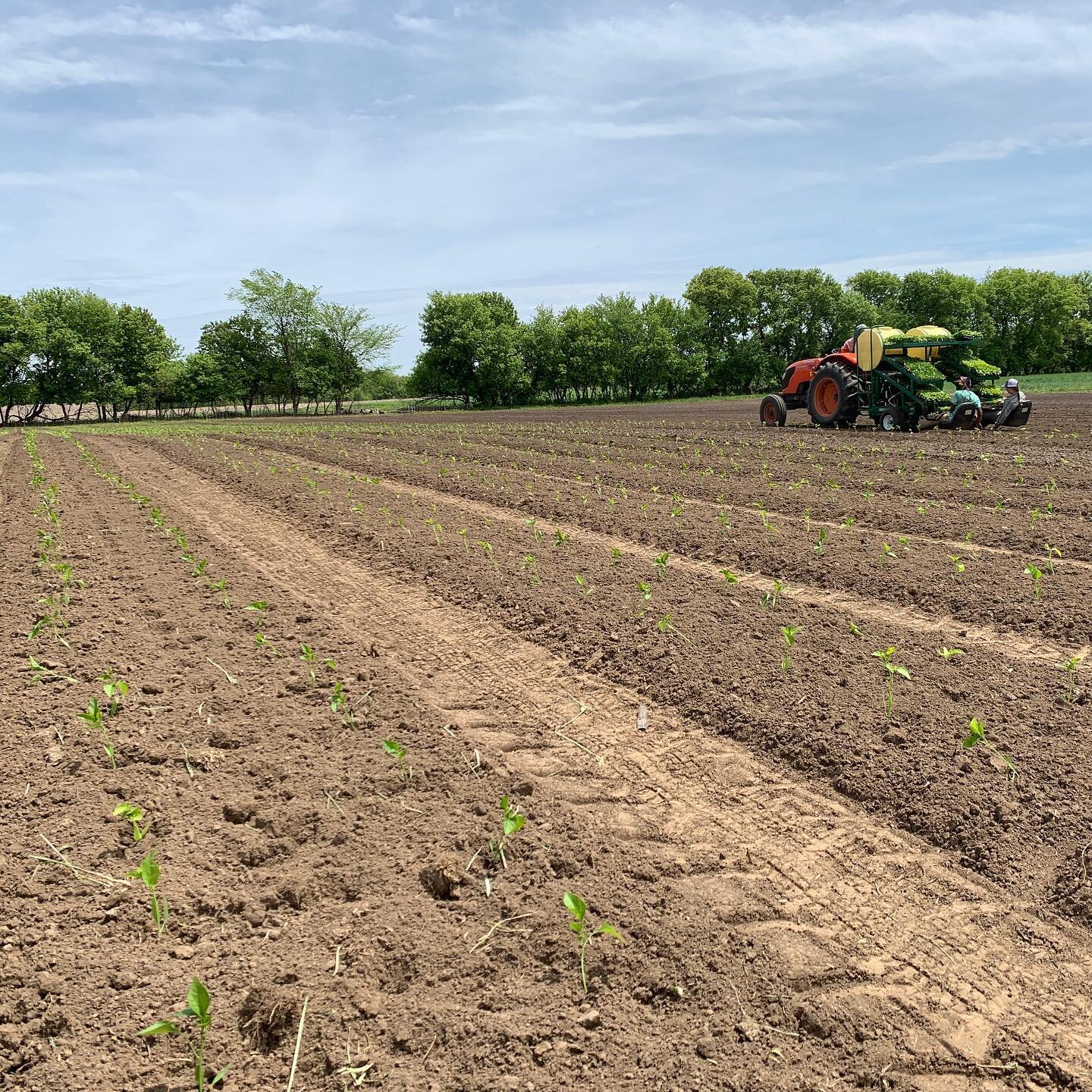 We were lucky to spend two beautiful days transplanting peppers - about two acres in total. Now bring on the soaking rain forecast for tomorrow 💧