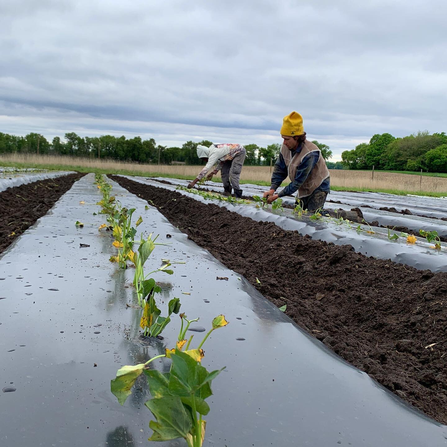 What a perfect way to end a cool, damp day - planting sweet potatoes.  While sweet potatoes are a warm season crop that needs lots of heat during the summer to produce a decent yield, establishment is always a gamble. The planting material, called &l