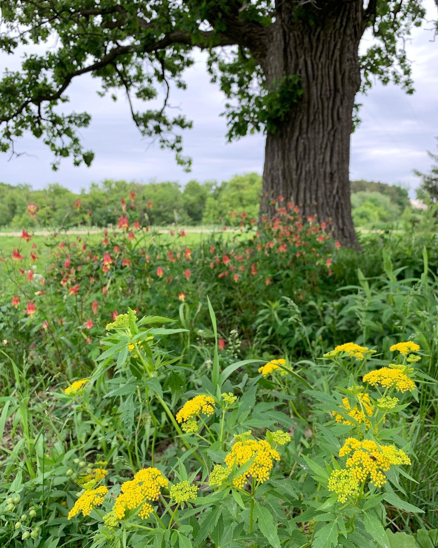 Another example of a habitat planting designed to create #softlandings for pollinators! Read more about the concept at @beesnativeplants and/or on our May 10th post. 

Also, come shop for native plants to design your own soft landings habitat at the 