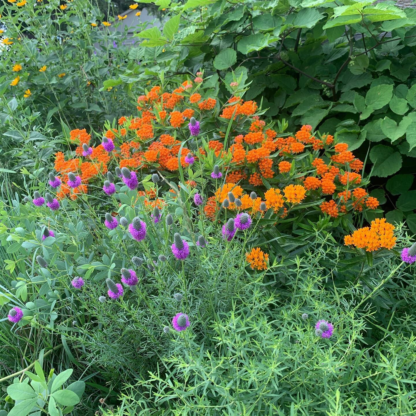 Did you know we still have native plants available for sale? Visit our online store to order from 50+ species and pick up at the farm. 
shop.sognvalleyfarm.com

It&rsquo;s an absolutely beautiful time to be surrounded by native gardens!

#nativeplant