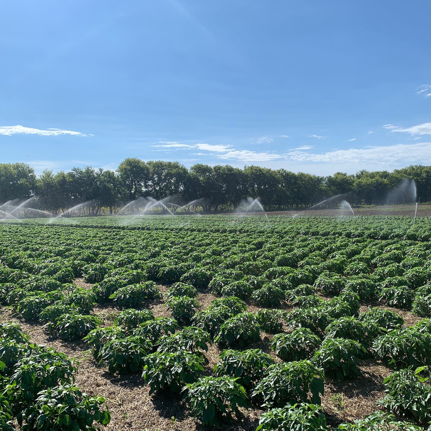 Peppers are getting close to harvest and looking 👌🏻 

Thankful we have an adequate irrigation system to keep the plants happy though this hot, dry weather.