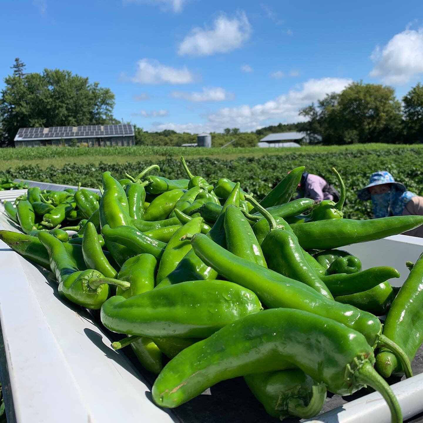 Chile harvest 2022 is underway! See you soon, @doubletakesalsa 🌶 
#anaheimpeppers #harvest