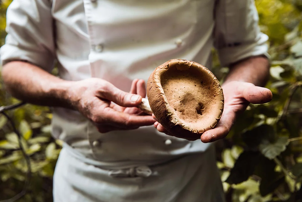 foraging in franschhoek, cape town