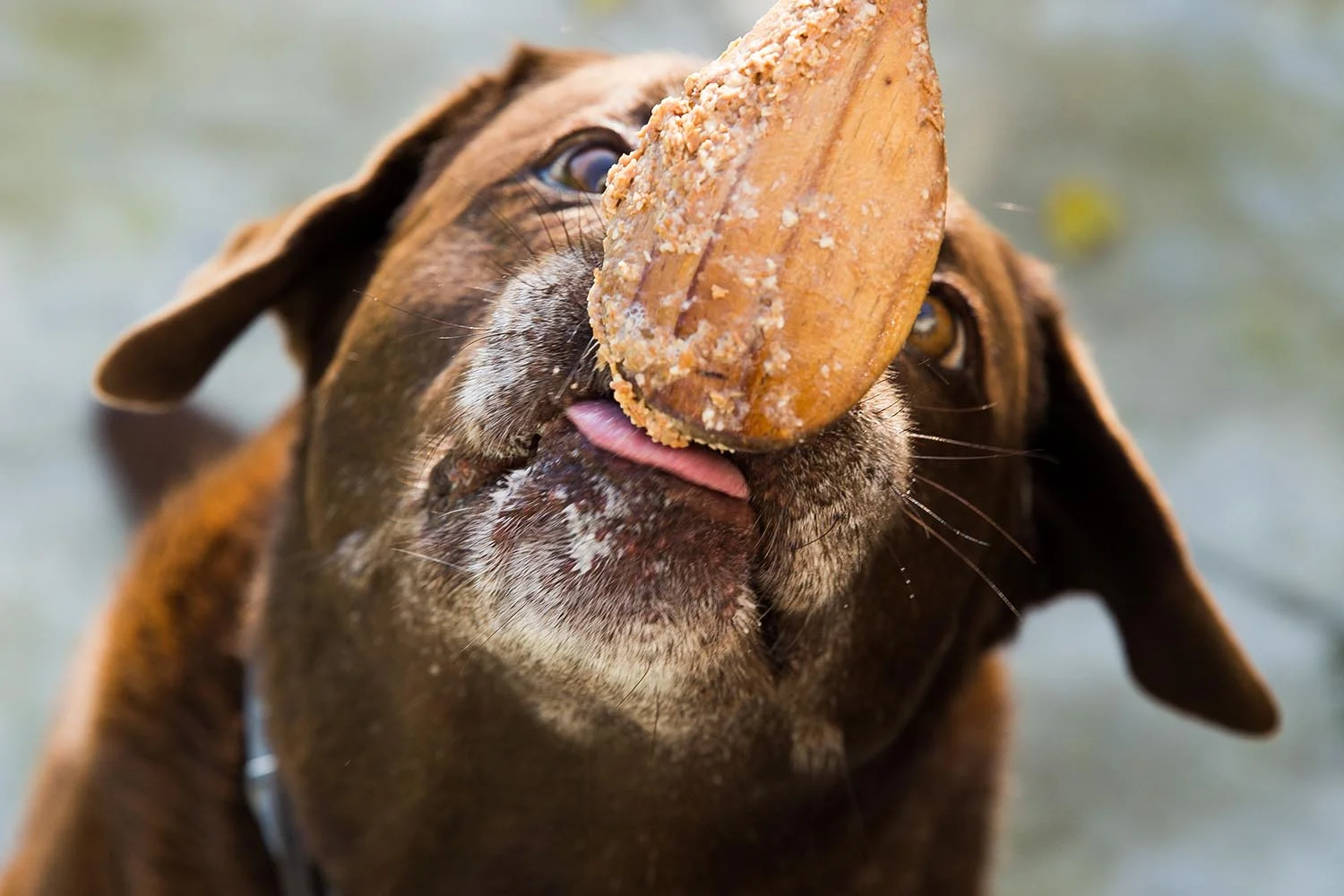 Liver & Oats organic dog treats