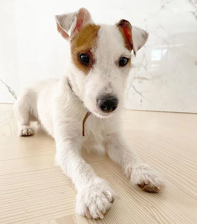 Recuerda que siempre que vengas puedes llevarme contigo 🐶 #dogfriendly en @elperroylagalletachamberi