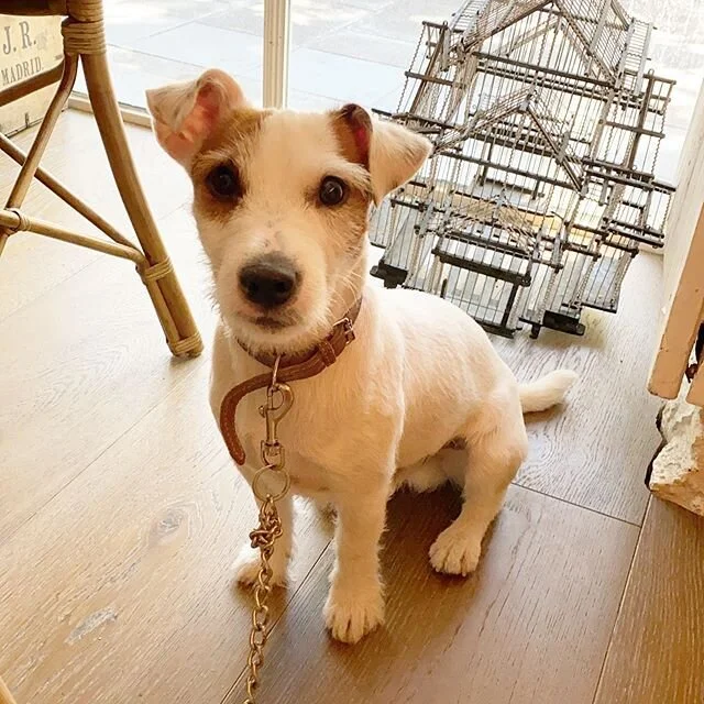 Charlie de visita @elperroylagalletachamberi