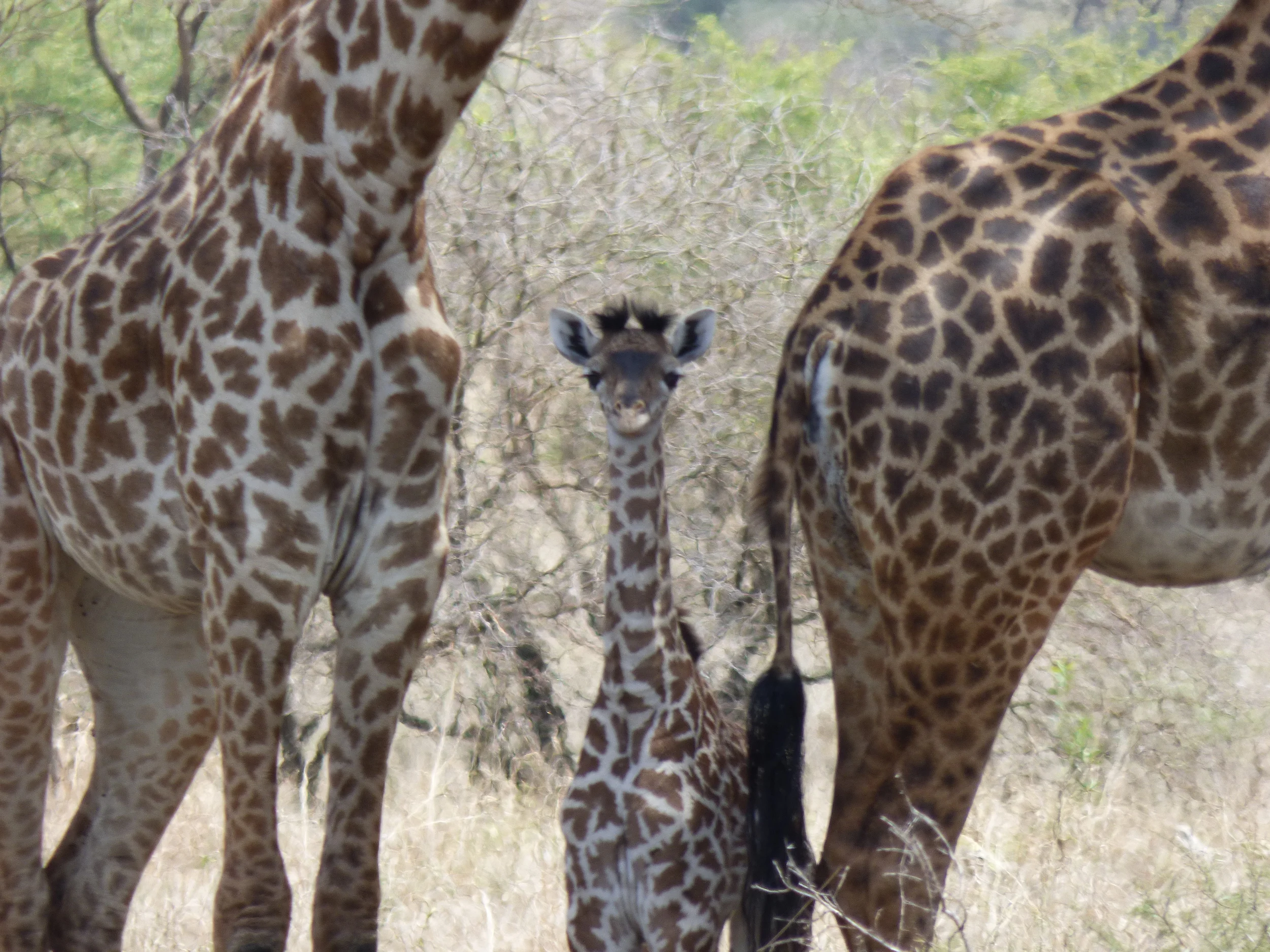 Baby Giraffe.jpg