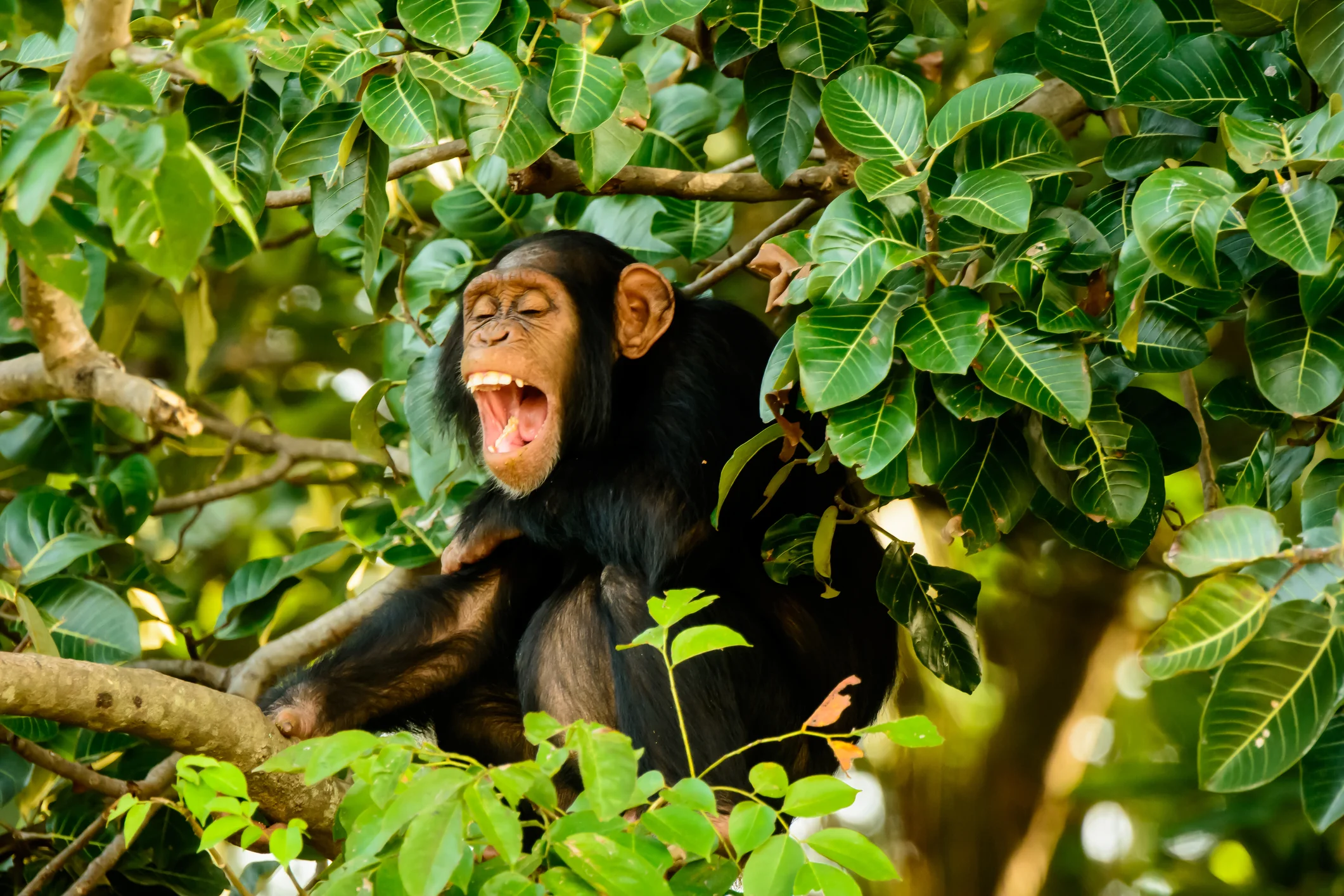 01-Gorillas-in-Mgahinga.jpg