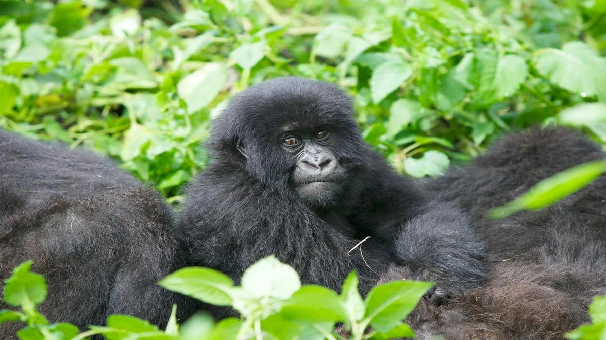 01-Uganda-Wildlife-Adventure.jpg