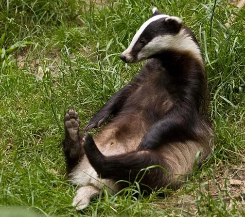 031 - 'Grand Theft Badger Spunk'