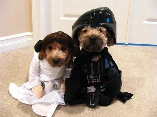 082 - 'The Star Wars Dog'