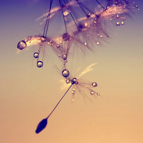 020 - 'A Quintessence Of Dust'